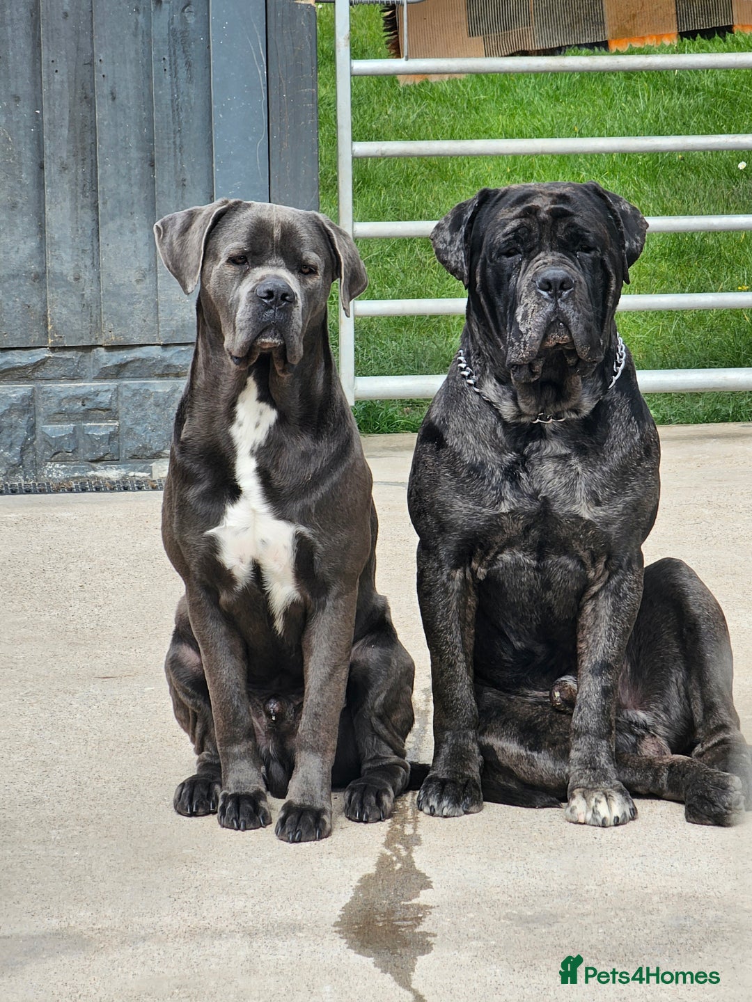 Cane Corso dogs for sale: ULTIMATE CANE CORSO PUPPIES  - Image 9
