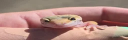 Gecko reptiles for sale: Crested & leopard gecko babies - Advert 9