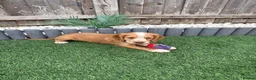 Sprocker dogs for sale: Sprocker puppies  - Advert 3