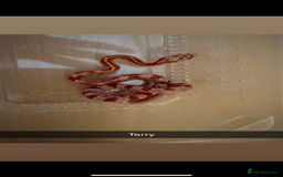 Corn Snake reptiles for sale: Baby corn snakes - Image 1