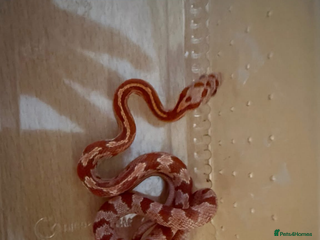 Corn Snake reptiles for sale - Advert 1