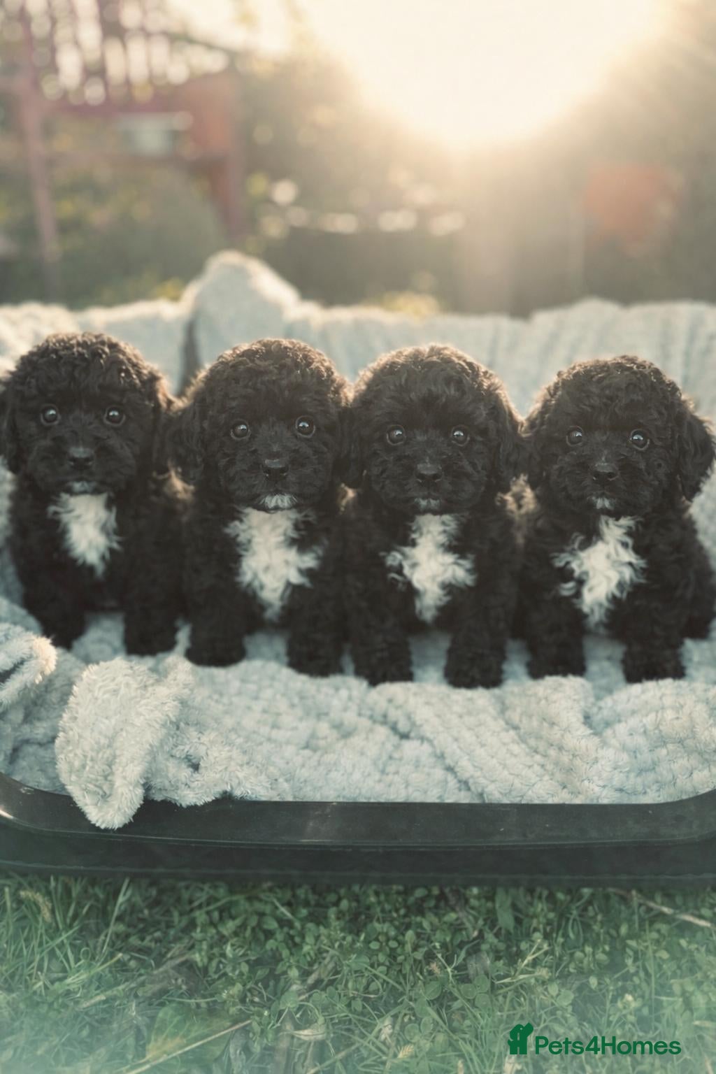 Cavachon dogs STUNNING CAVAPOOCHON PUPS - Advert 1