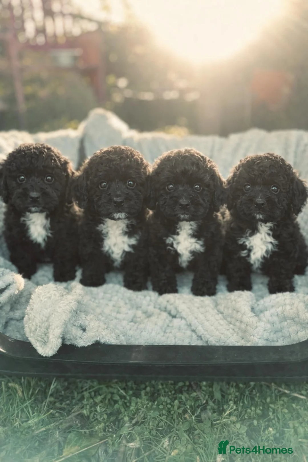 Cavachon dogs for sale: STUNNING CAVAPOOCHON PUPS - Advert 1