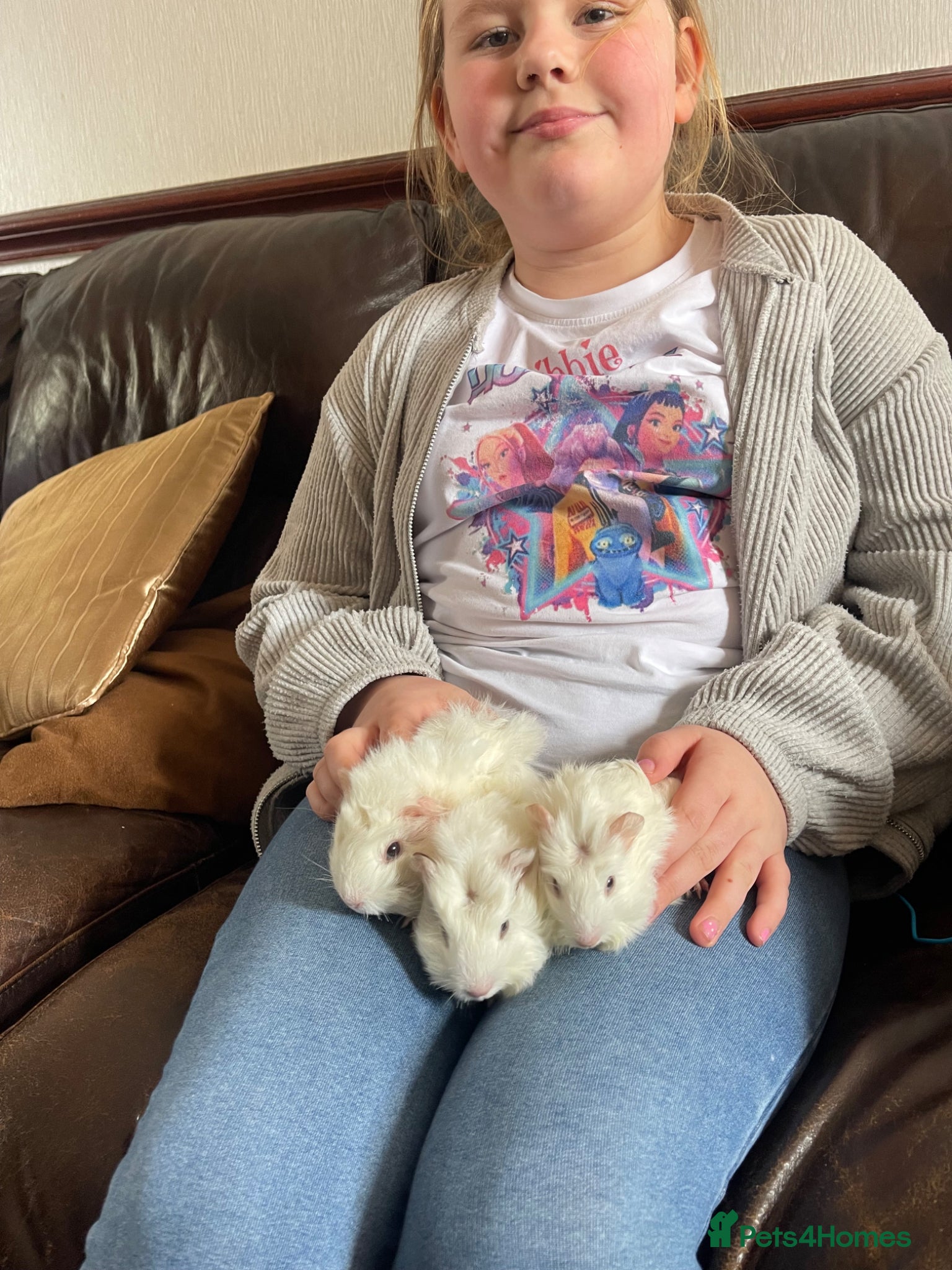 Guinea Pig rodents for sale: Guinea Pigs Looking For New Homes - Advert 16