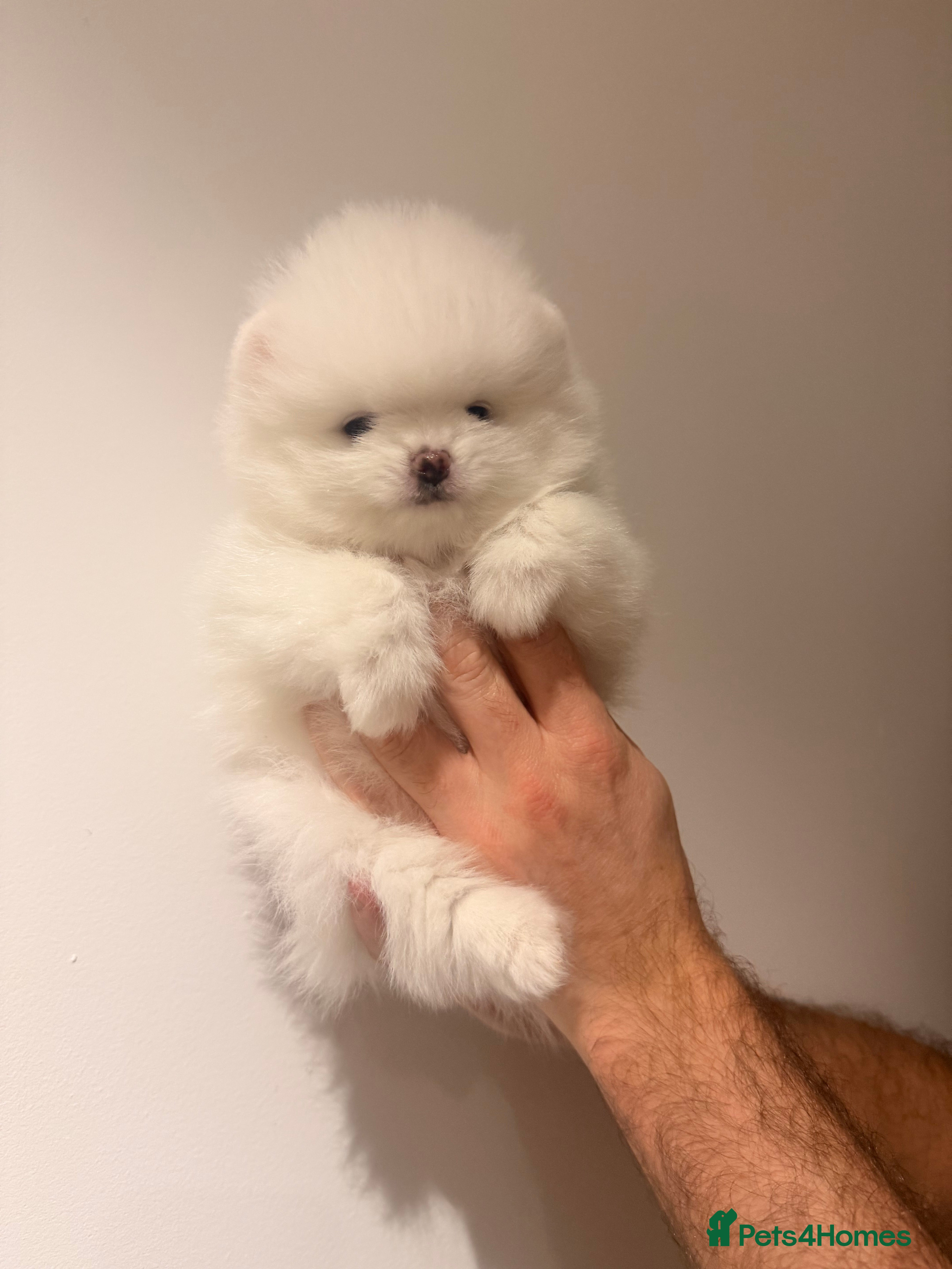 Pomeranian dogs Pomeranian Female Korean аnd Russian lines - Advert 3