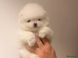 Pomeranian dogs Pomeranian Female Korean аnd Russian lines - Advert 3