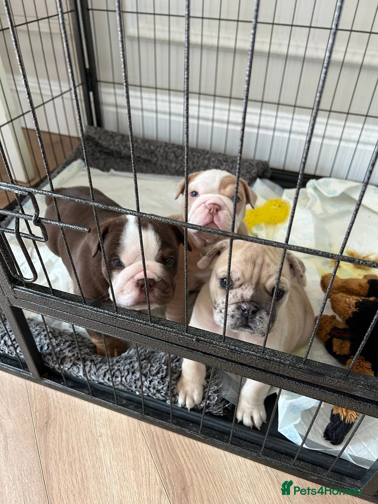 English Bulldog dogs Beautiful litter of English bulldogs  - Advert 3