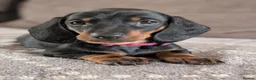 Dachshund dogs for sale: Quality Dachshund Standard Smooth Hair  - Advert 2