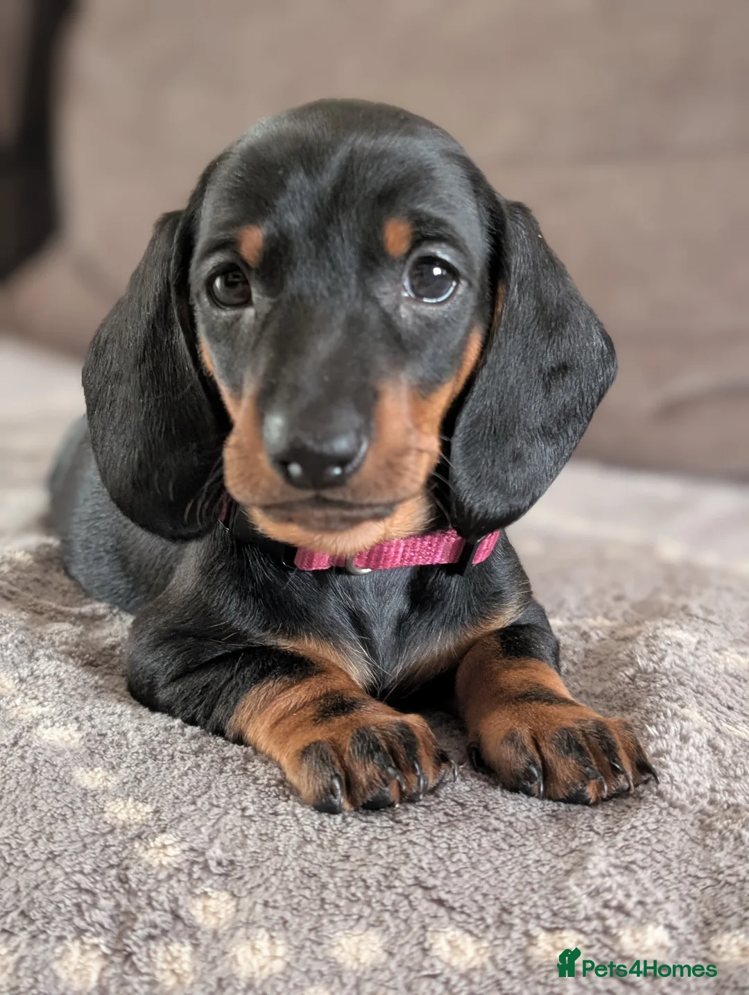 Dachshund dogs for sale: Quality Dachshund Standard Smooth Hair  - Advert 2
