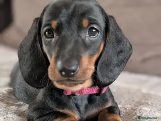 Dachshund dogs Quality Dachshund Standard Smooth Hair - Advert 2