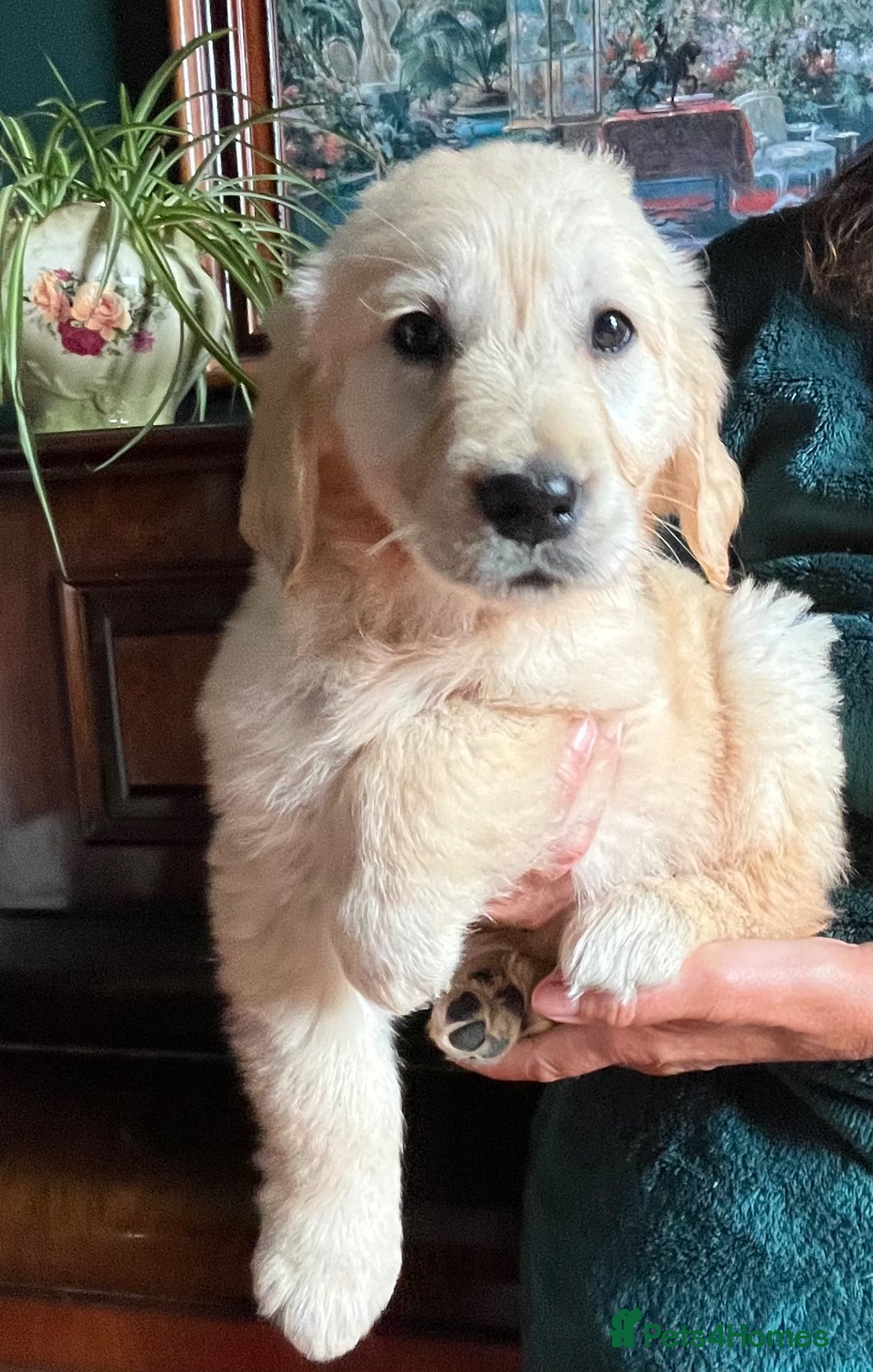 Golden Retriever dogs One beautiful girl available  - Advert 8