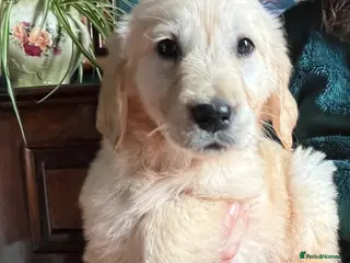 Golden Retriever dogs One beautiful girl available - Advert 8