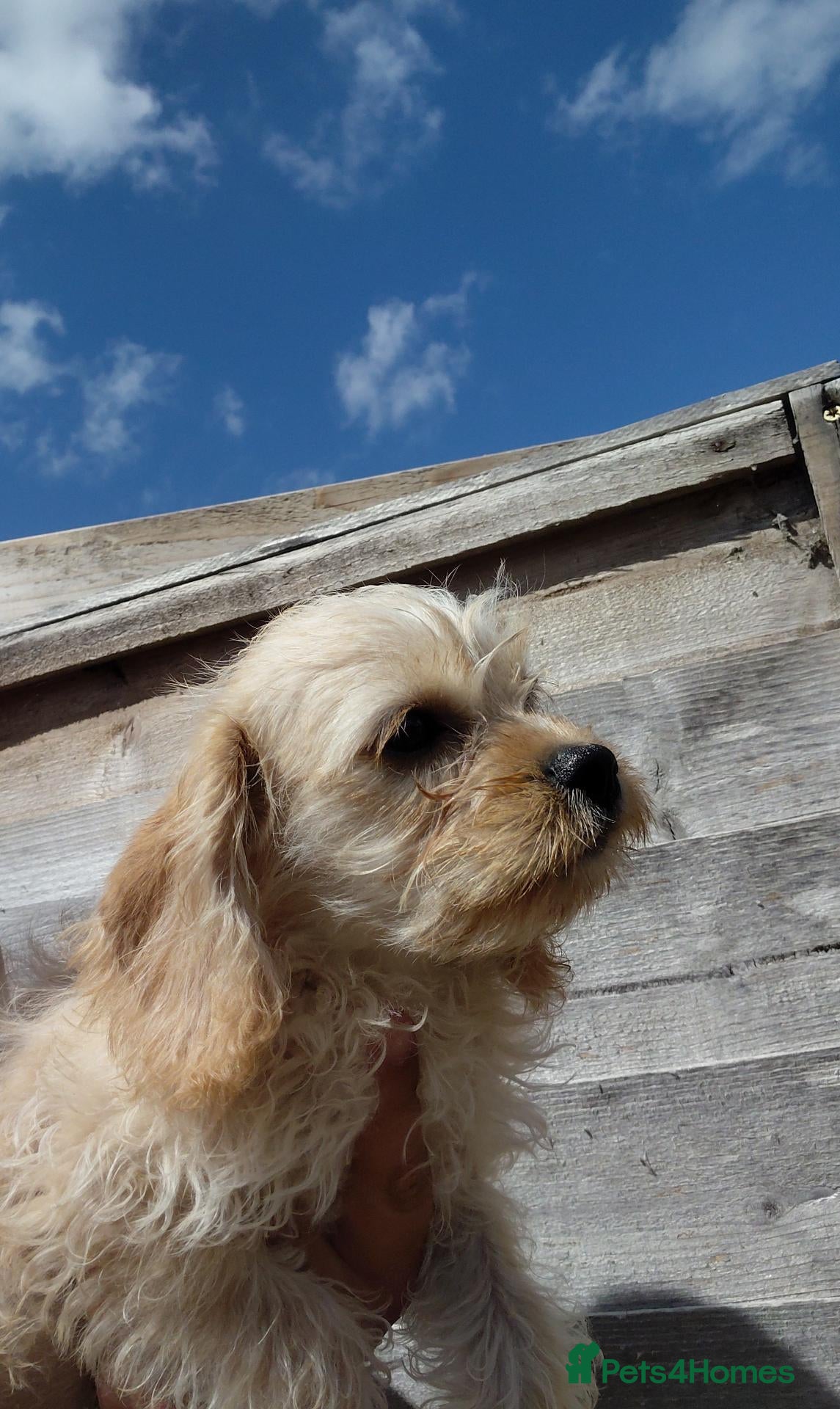 Jackapoo dogs Fluffy Jackapoo × Cavalier King Charles Puppy - Advert 1