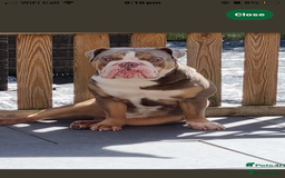 English Bulldog dogs for sale: Litter of 8  - Image 17