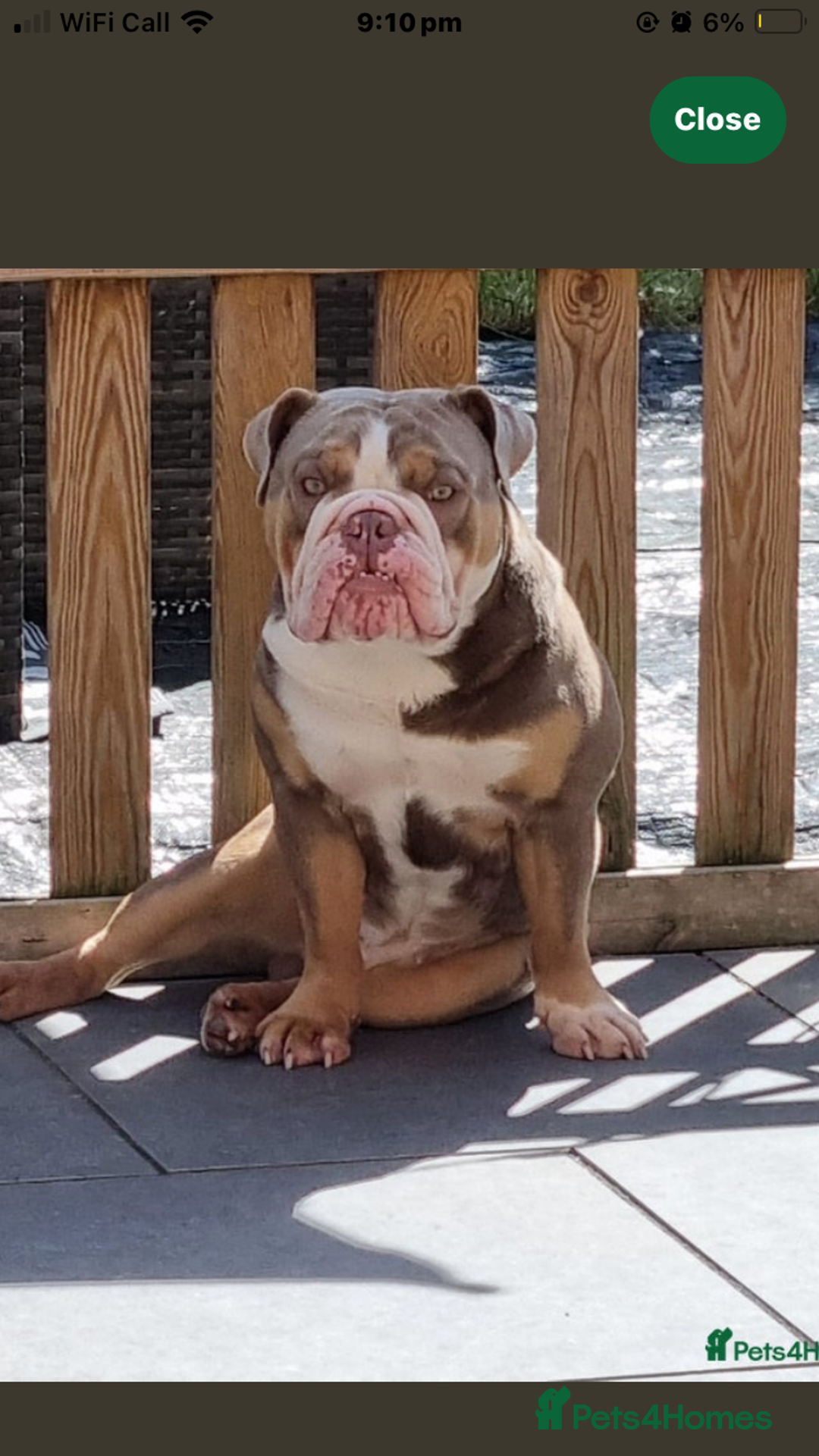 English Bulldog dogs for sale: Litter of 8  - Image 17