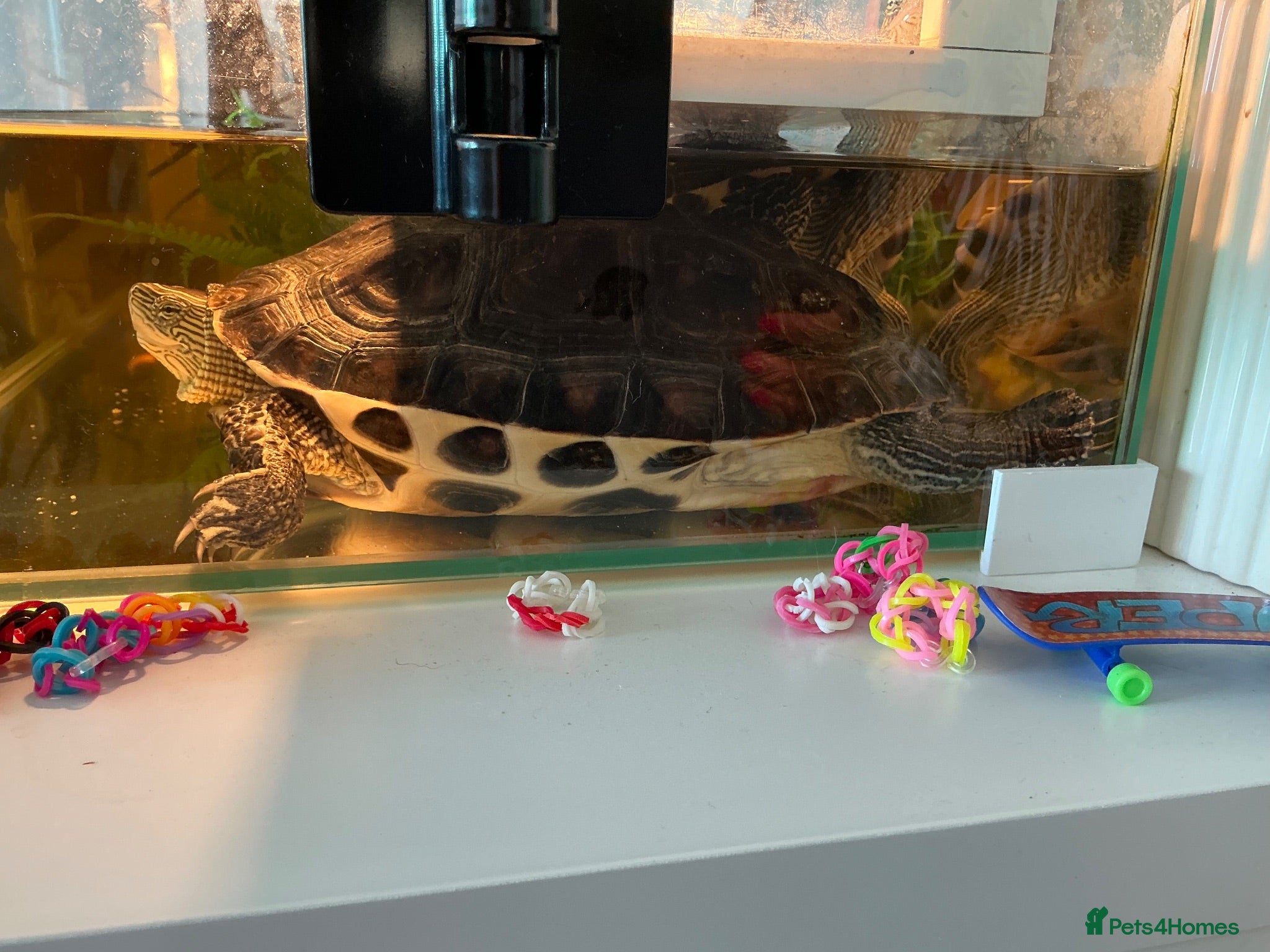 Turtle reptiles Turtles Looking for a New Home 🏡 - Advert 2