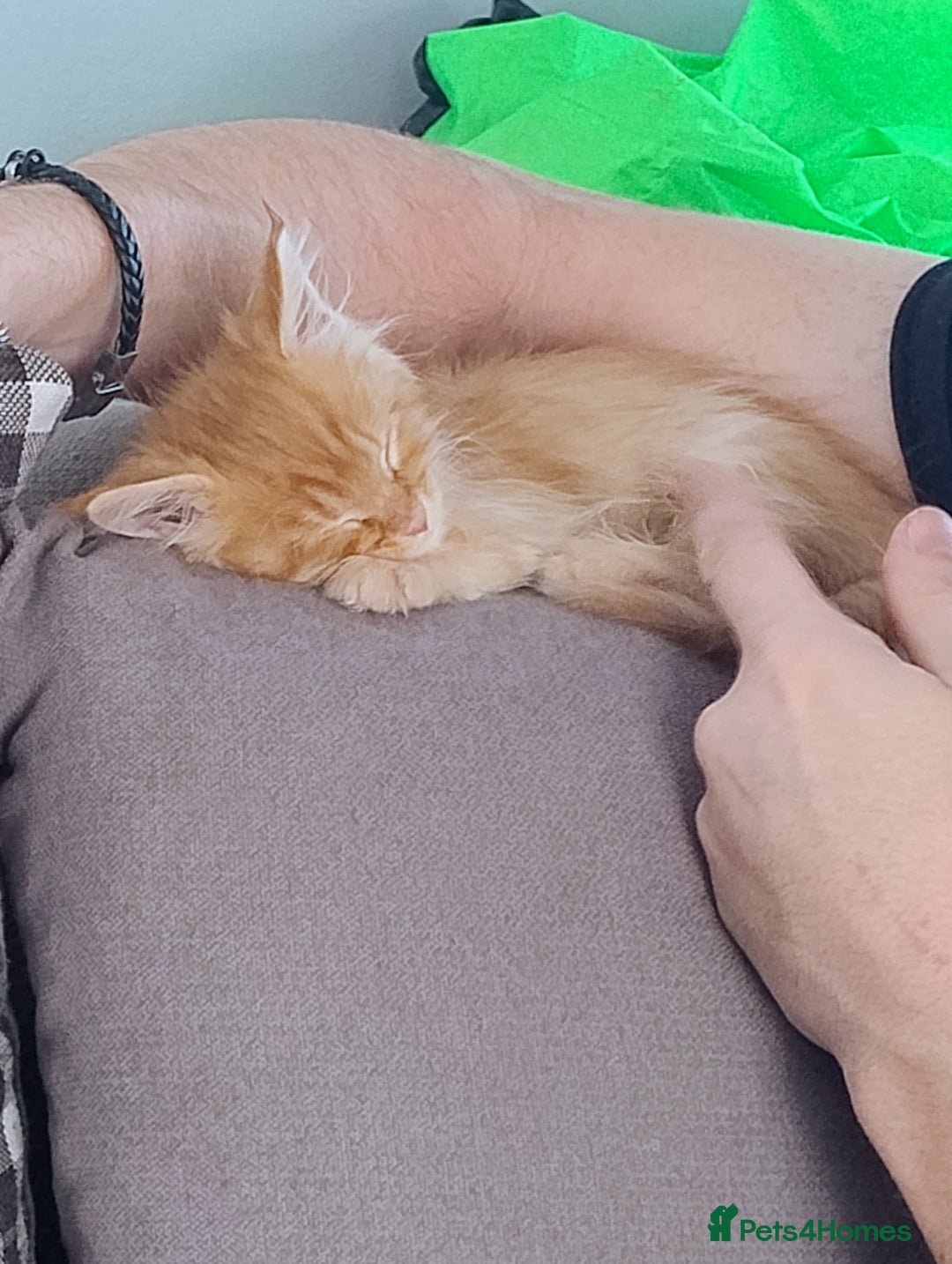 Maine Coon cats for sale: LAST 2! Ginger Girl & Boy full Maine Coon Kittens - Advert 17