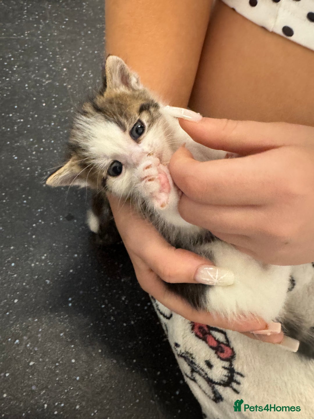 British Shorthair cats for sale: Beautiful fluffy kittens  - Advert 1