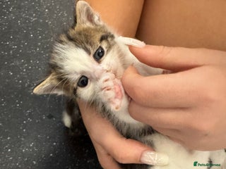 British Shorthair cats Beautiful fluffy kittens - Advert 1