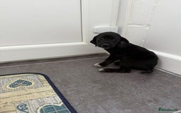 Mixed Breed dogs for sale: 6 beautiful jack russle cross cocker spaniels  - Image 20