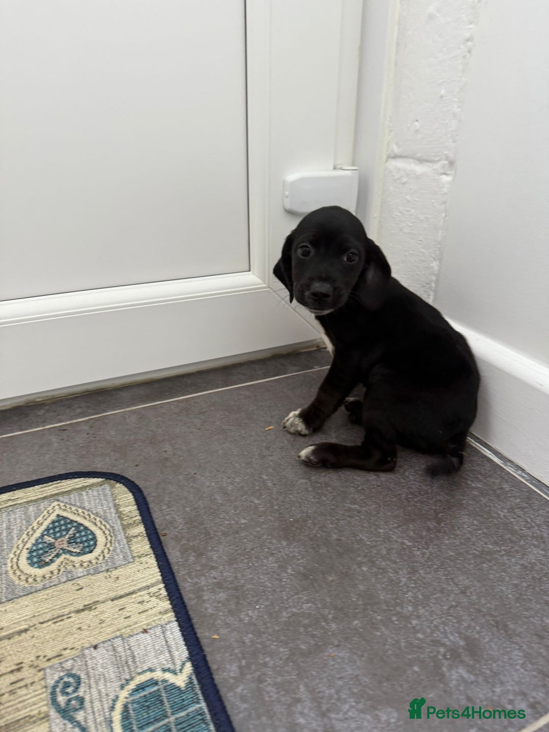 Mixed Breed dogs for sale: 6 beautiful jack russle cross cocker spaniels  - Image 20