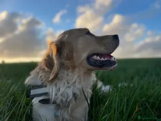 Golden Retriever dogs Handsome Golden boy for stud - Advert 4