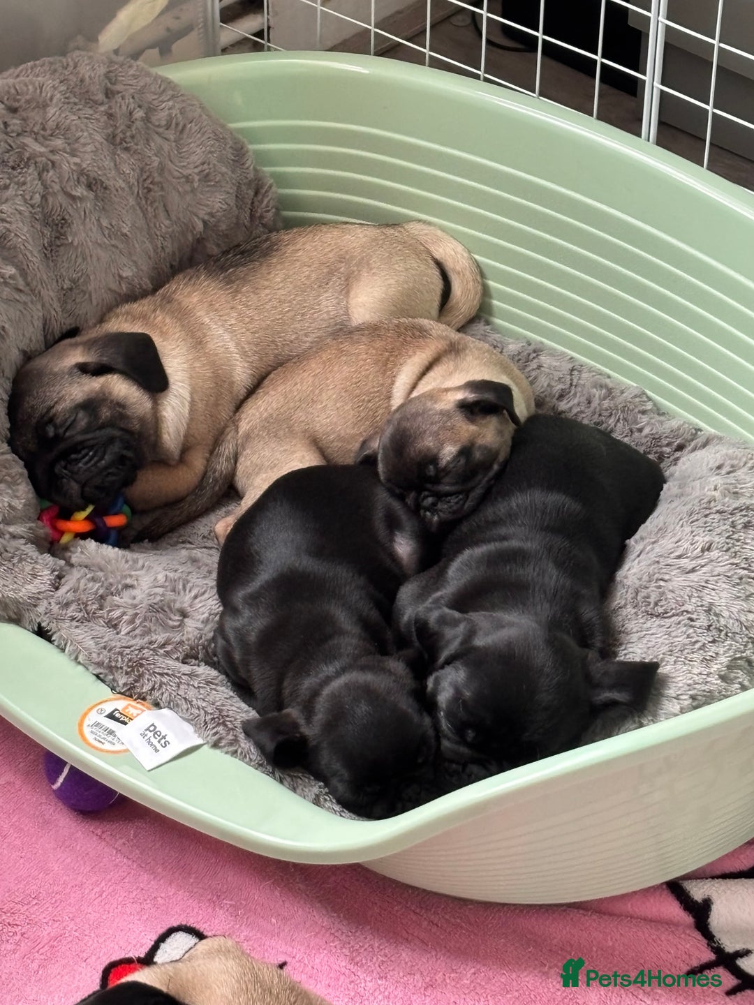Pug dogs for sale: Puppies - Image 3