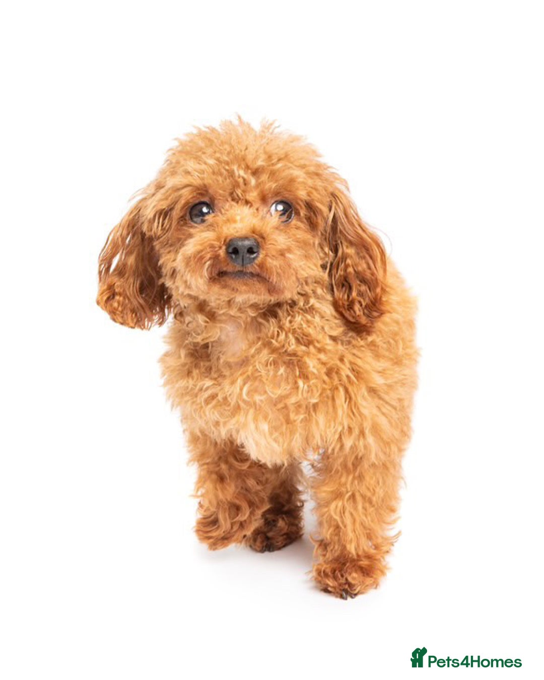 Toy Poodle dogs for stud: Asian Micro Poodle For Stud  in Stevenage - Advert 2