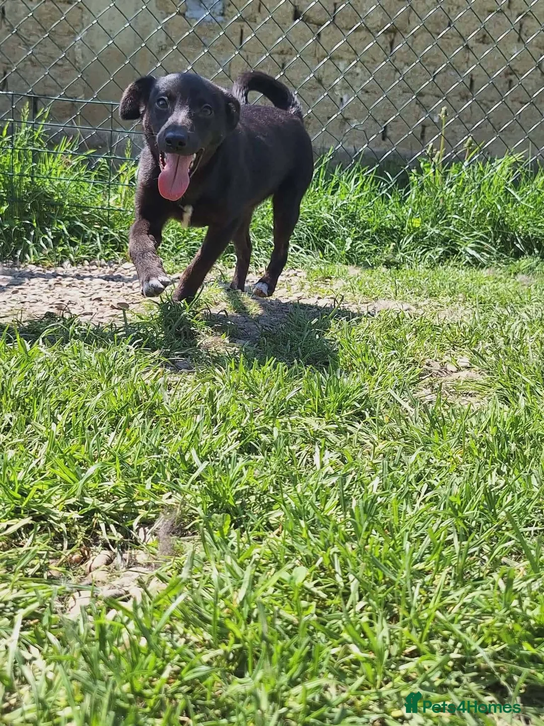 Mixed Breed dogs for adoption: Violet for adoption in Chelmsford - Advert 7