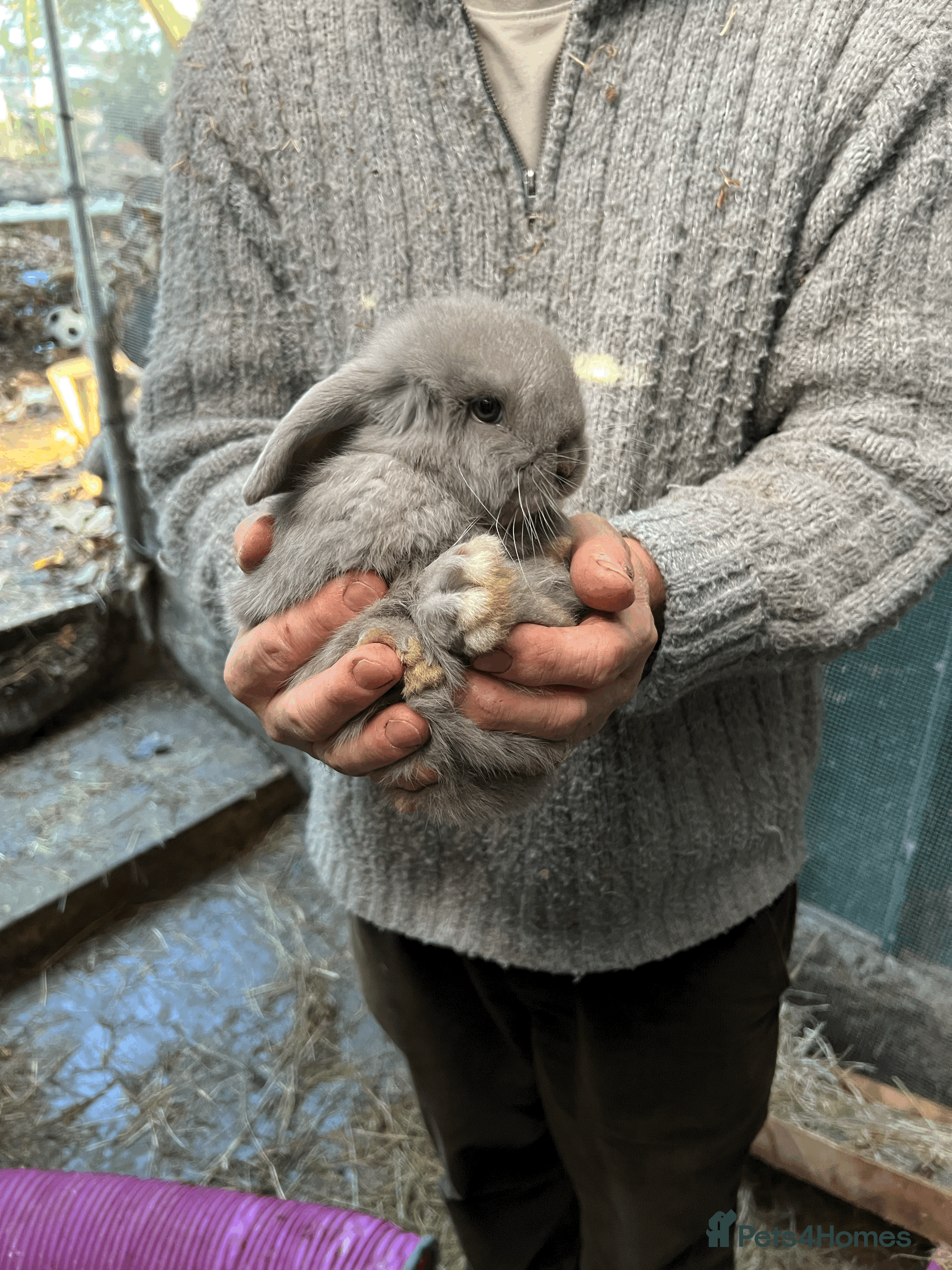 Mini Lop rabbits 100% Pure Family Bred Friendly Mini Lop Bunnies - Advert 11