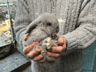 Mini Lop rabbits 100% Pure Family Bred Friendly Mini Lop Bunnies - Advert 1