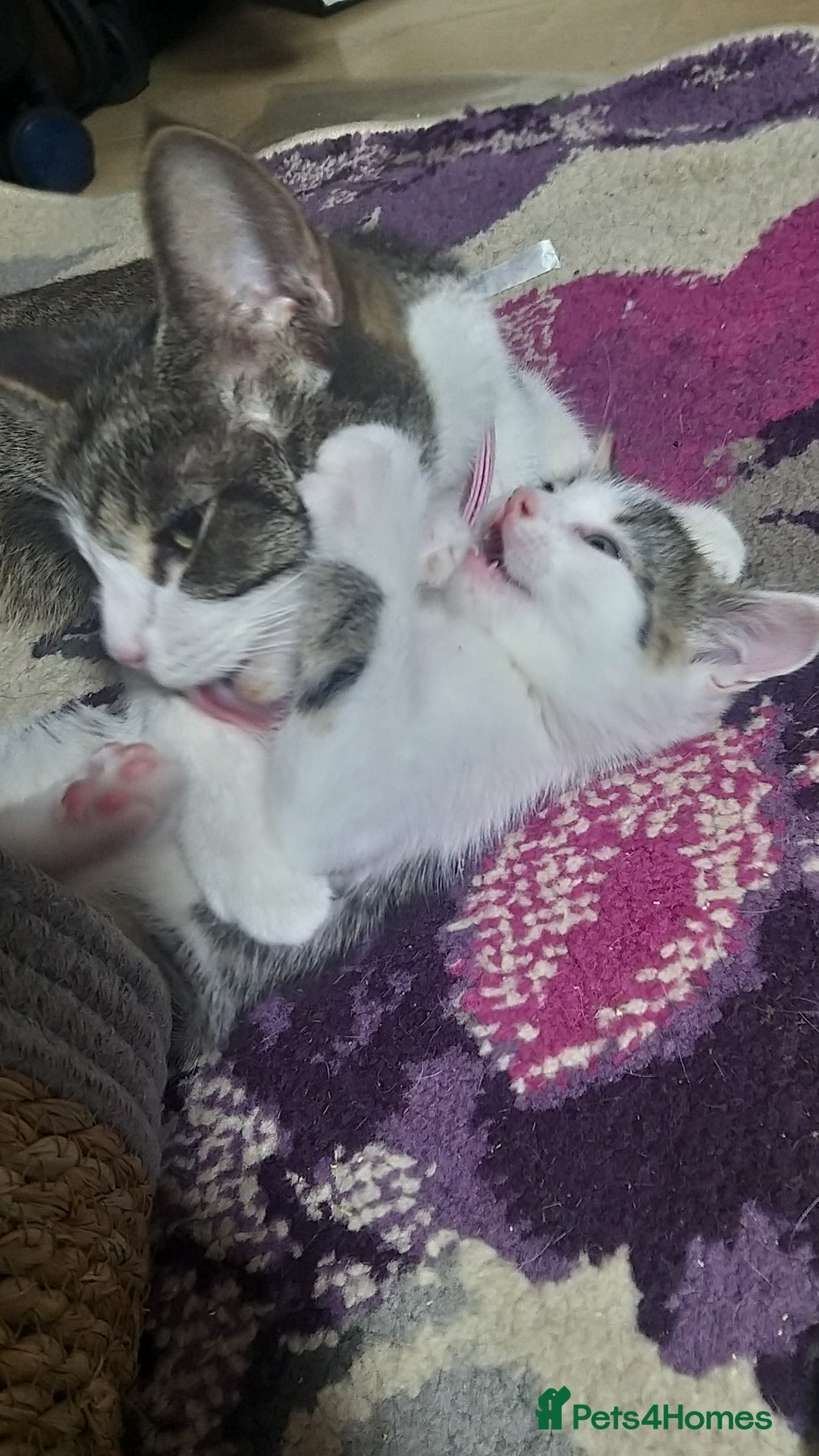 Bengal cats for sale: Mixed Bengal kittens - Advert 9