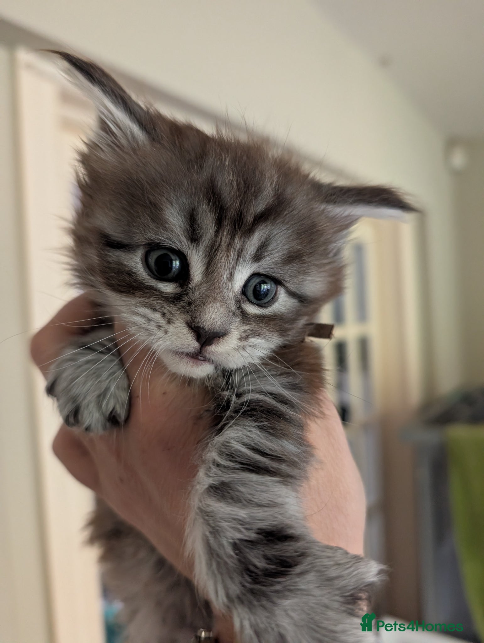 Maine Coon cats Tica Registered Maine coon Kittens  - Advert 1