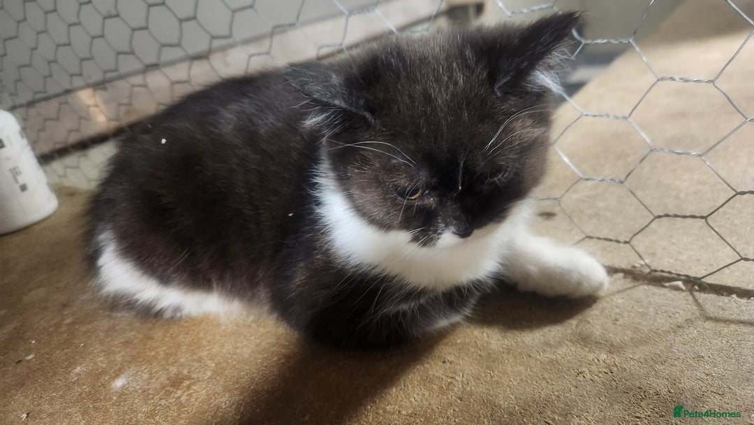 British Shorthair cats for sale: Pure British short hair kittens - Advert 4