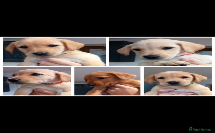 Labrador Retriever dogs - Advert 5