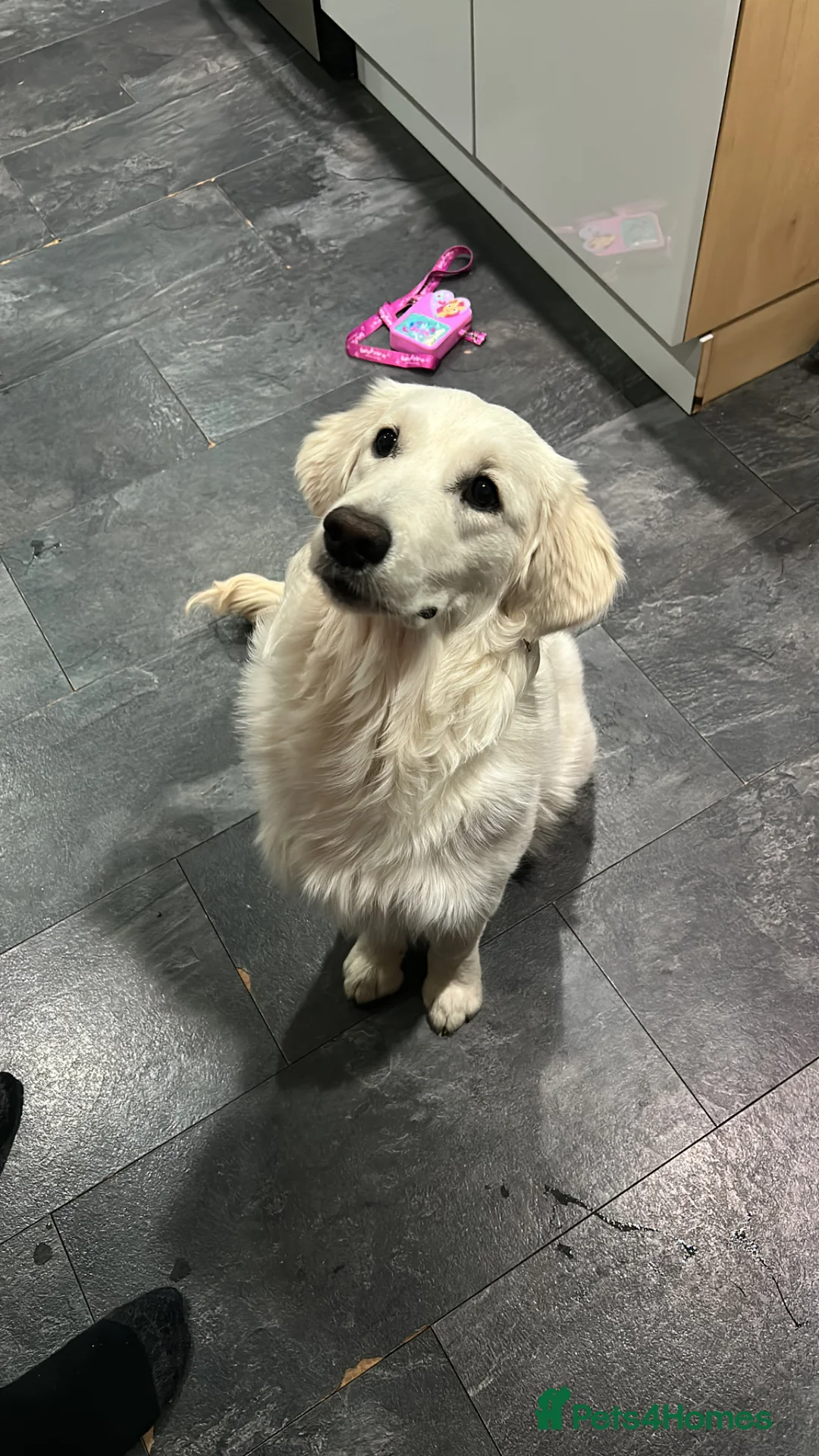 Golden Retriever dogs for sale: Golden retriever for rehome - Advert 2