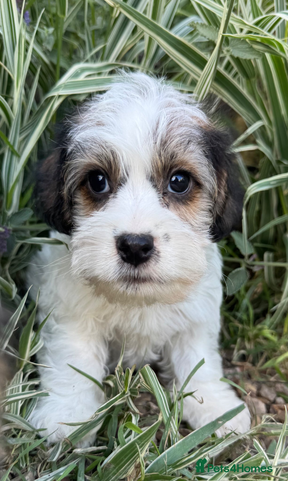 Mixed Breed dogs 🐾 Last Boy Available – Ready Now 🐾 - Advert 1