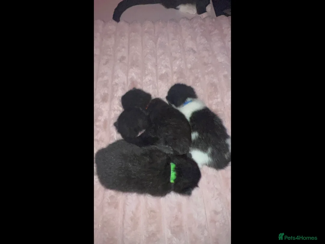 Mixed Breed cats for sale: Mixed kittens (Ragdoll & Bengal) - Advert 2