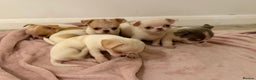 Chihuahua dogs for sale: Kc chihuahua puppies Russian and Ukraine lines - Advert 16