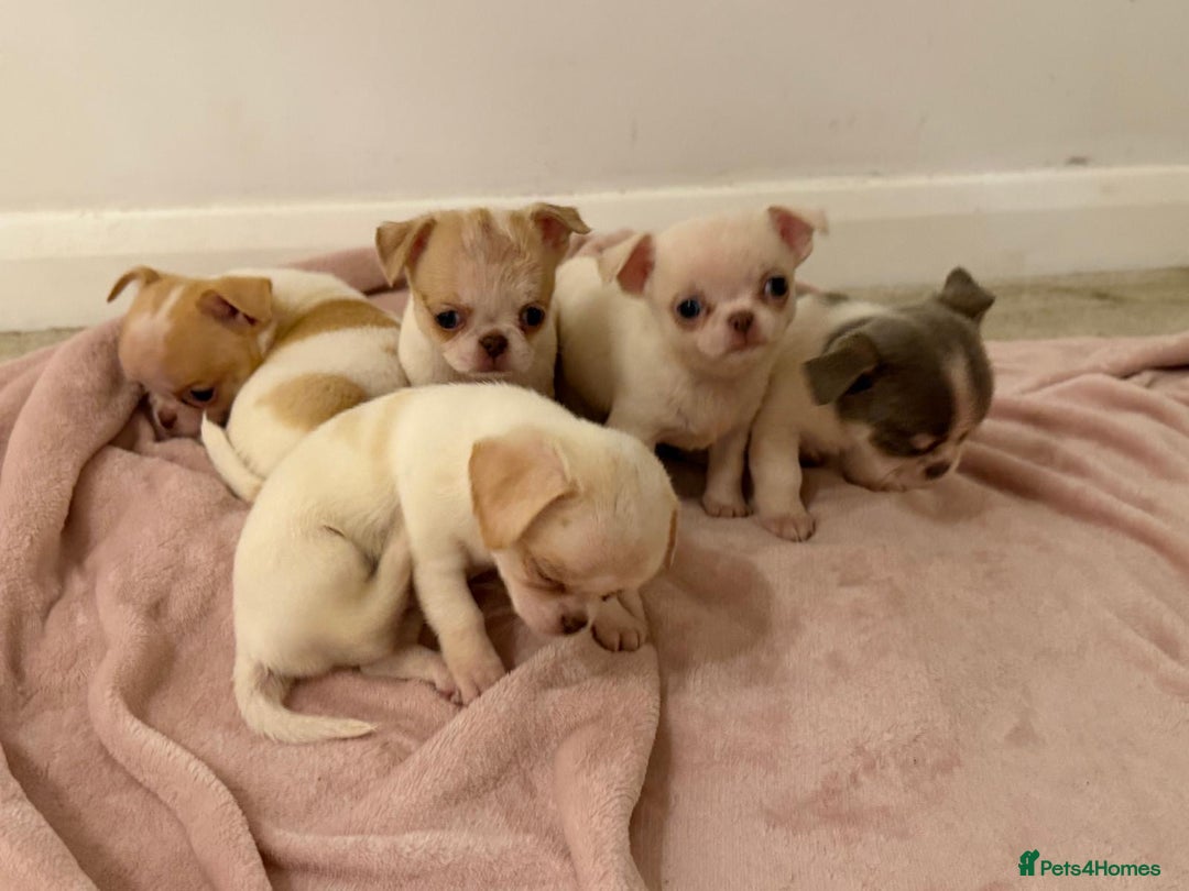 Chihuahua dogs for sale: Kc chihuahua puppies Russian and Ukraine lines - Advert 16