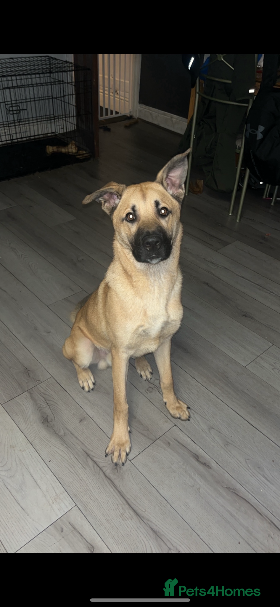 Mixed Breed dogs German Shepard cross Akita  - Advert 1