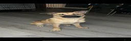 Mixed Breed dogs for sale: German Shepard cross Akita  in Bradford - Advert 1