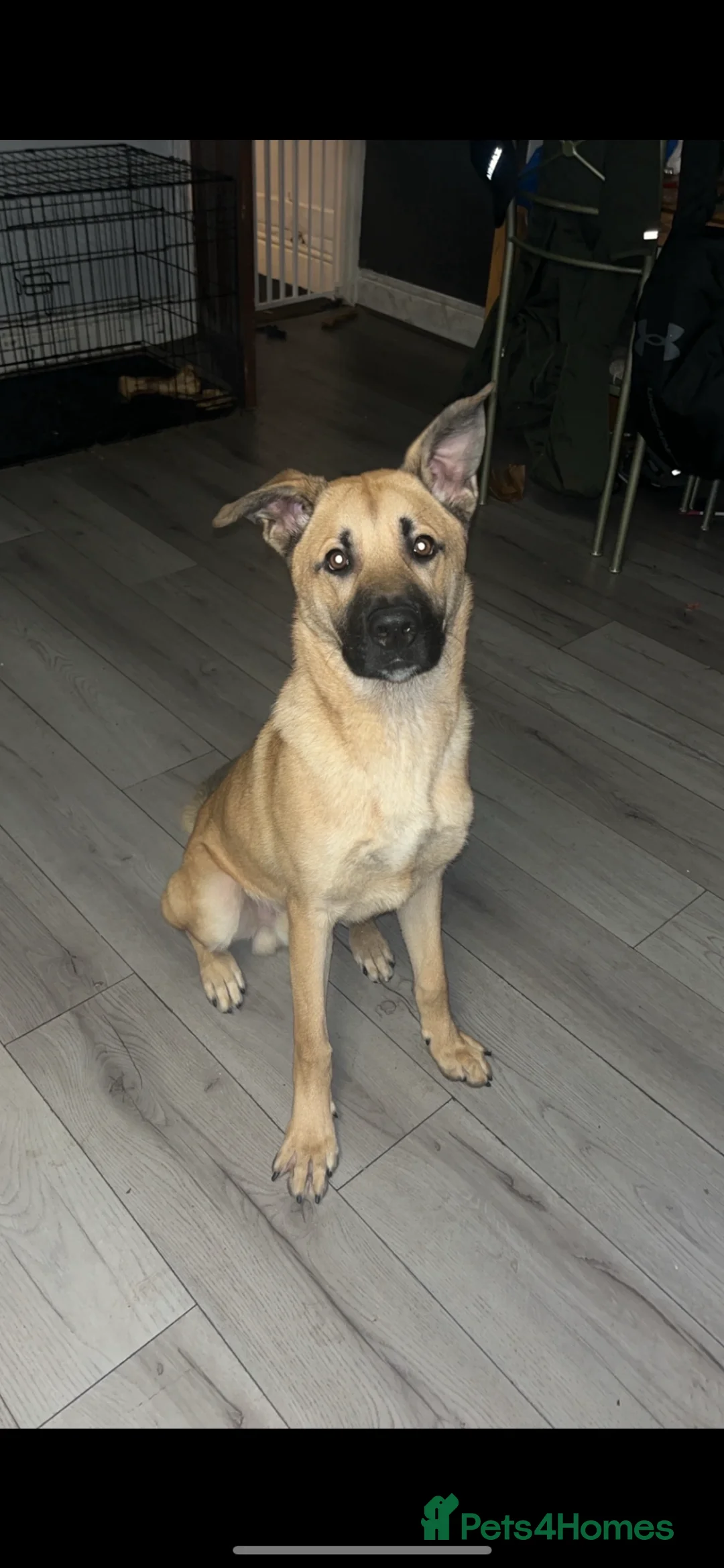 Mixed Breed dogs for sale: German Shepard cross Akita  in Bradford - Advert 1