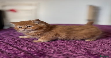 British Longhair cats - Advert 4