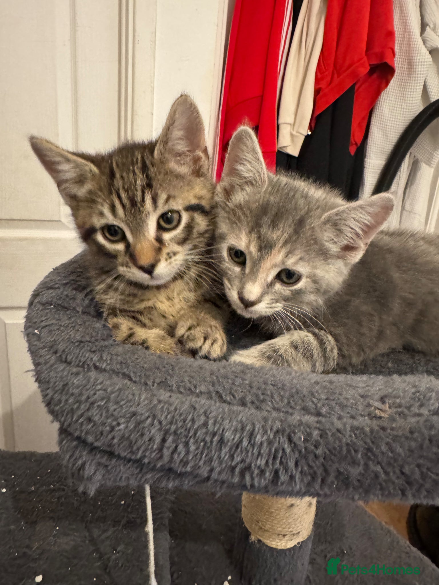 American Shorthair cats for sale: Ready To Leave Today please read full advert pleas - Advert 14