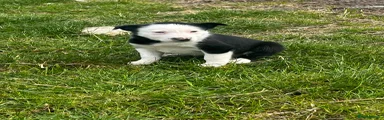 Border Collie Puppy 4
