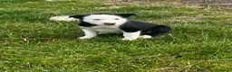 Border Collie dogs for sale: Border collie pups for sale  - Advert 4