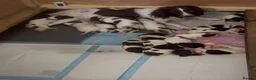 English Springer Spaniel dogs for sale: 15 ENGLISH SPRINGER SPANIEL PUPPIES - Advert 9