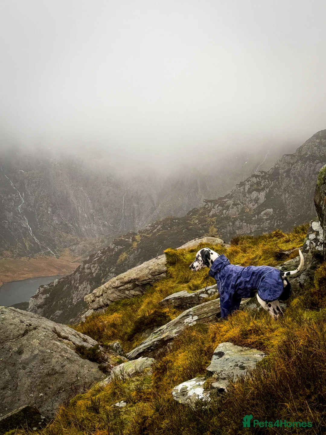 Dalmatian dogs for stud: KC Registered Dalmatain For Stud - Advert 3