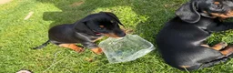 Miniature Dachshund dogs for sale: Miniature short haired Dachshund Puppy’s - Advert 24